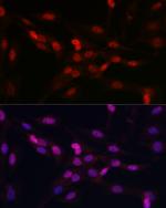 YAP1 Antibody in Immunocytochemistry (ICC/IF)