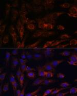 MRPS7 Antibody in Immunocytochemistry (ICC/IF)