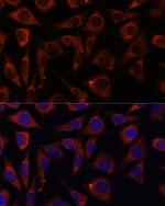 MRPS7 Antibody in Immunocytochemistry (ICC/IF)