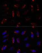 MRPS7 Antibody in Immunocytochemistry (ICC/IF)