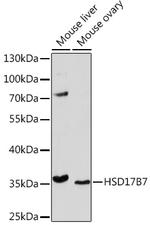 HSD17B7 Antibody in Western Blot (WB)