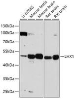 LIM1 Antibody in Western Blot (WB)