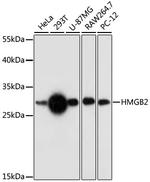 HMGB2 Antibody in Western Blot (WB)