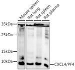 PF4 Antibody in Western Blot (WB)