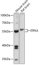 ITPKA Antibody in Western Blot (WB)