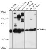 TMED2 Antibody in Western Blot (WB)