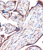 ZPBP Antibody in Immunohistochemistry (Paraffin) (IHC (P))