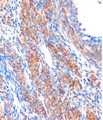 ZPBP Antibody in Immunohistochemistry (Paraffin) (IHC (P))