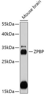 ZPBP Antibody in Western Blot (WB)