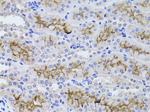 GGT1 Antibody in Immunohistochemistry (Paraffin) (IHC (P))