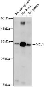 MCL-1 Antibody in Western Blot (WB)