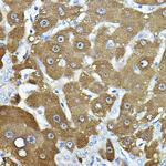 NNMT Antibody in Immunohistochemistry (Paraffin) (IHC (P))