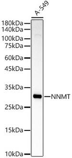 NNMT Antibody in Western Blot (WB)