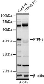 PTPN2 Antibody in Western Blot (WB)