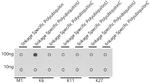 Ub-K6 Antibody in Dot Blot (DB)