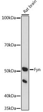 Fyn Antibody in Western Blot (WB)