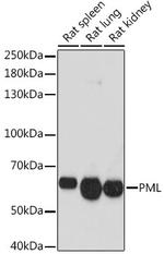 PML-5 Antibody in Western Blot (WB)