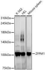 ZFPM1 Antibody in Western Blot (WB)