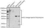 Ub-K11 Antibody in Western Blot (WB)