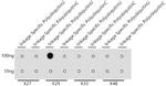 Ub-K29 Antibody in Dot Blot (DB)