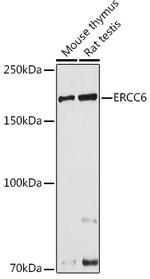 CSB Antibody in Western Blot (WB)