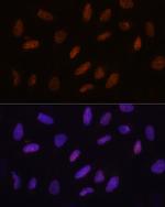 TET3 Antibody in Immunocytochemistry (ICC/IF)