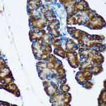 IER5 Antibody in Immunohistochemistry (Paraffin) (IHC (P))