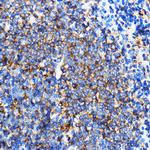 SERC1 Antibody in Immunohistochemistry (Paraffin) (IHC (P))