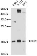 CXCL9 (MIG) Antibody in Western Blot (WB)