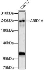 ARID1A Antibody in Western Blot (WB)