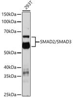 SMAD2/SMAD3 Antibody in Western Blot (WB)