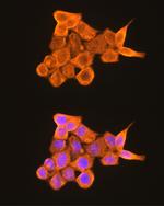 PKM2 Antibody in Immunocytochemistry (ICC/IF)