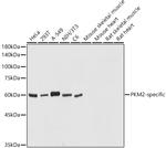 PKM2 Antibody in Western Blot (WB)