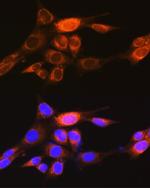 PKM1 Antibody in Immunocytochemistry (ICC/IF)