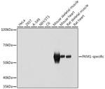 PKM1 Antibody in Western Blot (WB)