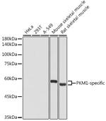 PKM1 Antibody in Western Blot (WB)