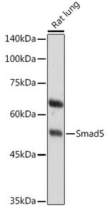 SMAD5 Antibody in Western Blot (WB)