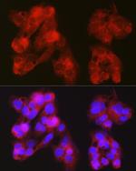 MB67 Antibody in Immunocytochemistry (ICC/IF)