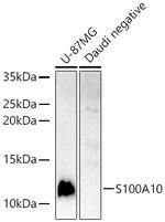 S100A10 Antibody in Western Blot (WB)