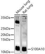 S100A10 Antibody in Western Blot (WB)