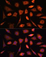 PHGDH Antibody in Immunocytochemistry (ICC/IF)