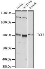 TCF3 Antibody in Western Blot (WB)