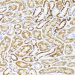 CDw293 Antibody in Immunohistochemistry (Paraffin) (IHC (P))