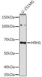 HRH1 Antibody in Western Blot (WB)