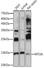 MT2A Antibody in Western Blot (WB)