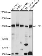 LLGL1 Antibody in Western Blot (WB)