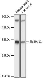 ZIP11 Antibody in Western Blot (WB)