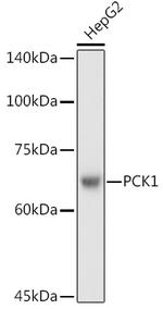 PCK1 Antibody in Western Blot (WB)