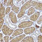 PYCARD Antibody in Immunohistochemistry (Paraffin) (IHC (P))