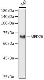 MED26 Antibody in Western Blot (WB)